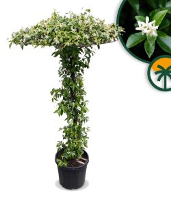 Toskana-Jasmin - Trachelospermum jasminoides - Schirmform - 200 cm