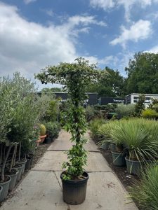 Toskana-Jasmin - Trachelospermum jasminoides - Schirmform - 200 cm