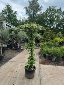 Toskana-Jasmin - Trachelospermum jasminoides - Schirmform - 200 cm