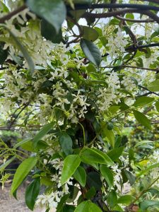 Toskana-Jasmin - Trachelospermum jasminoides - Schirmform - 200 cm