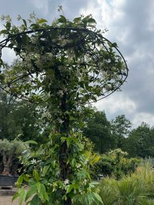Toskana-Jasmin - Trachelospermum jasminoides - Schirmform - 200 cm