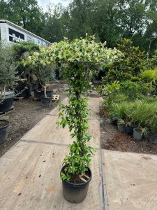 Toskana-Jasmin - Trachelospermum jasminoides - Schirmform - 200 cm