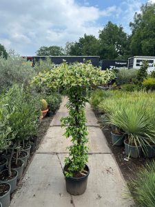 Toskana-Jasmin - Trachelospermum jasminoides - Schirmform - 200 cm