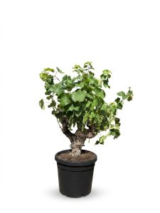 Weinrebe auf Stamm - Vitis vinifera - 40 Jahre alt - 120 cm