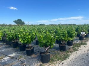 Weinrebe auf Stamm - Vitis vinifera - 40 Jahre alt - 120 cm