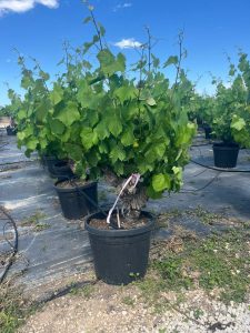 Weinrebe auf Stamm - Vitis vinifera - 40 Jahre alt - 120 cm