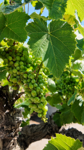 Weinrebe auf Stamm - Vitis vinifera - 40 Jahre alt - 120 cm