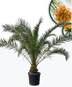 Palme - Phoenix canariensis XL - 300 cm