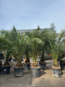 Palme - Phoenix canariensis XL - 300 cm
