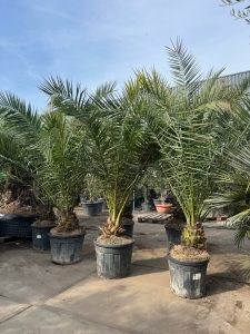 Palme - Phoenix canariensis XL - 300 cm