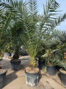 Palme - Phoenix canariensis XL - 300 cm