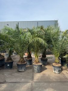 Palme - Phoenix canariensis XL - 300 cm