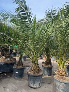Palme - Phoenix canariensis XL - 300 cm