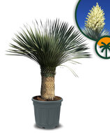 Palme - Yucca Rostrata 60-70 cm Stammhöhe
