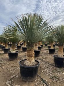 Palme - Yucca rostrata - 60-70 cm Stammhöhe