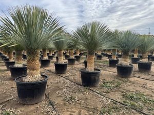 Palme - Yucca rostrata - 60-70 cm Stammhöhe