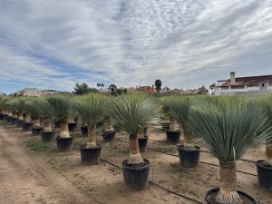 Palme - Yucca rostrata - 60-70 cm Stammhöhe