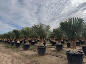 Palme - Yucca rostrata - 60-70 cm Stammhöhe