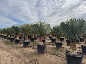 Palme - Yucca rostrata - 60-70 cm Stammhöhe