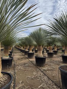 Palme - Yucca rostrata - 60-70 cm Stammhöhe