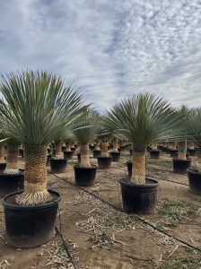 Palme - Yucca rostrata - 60-70 cm Stammhöhe