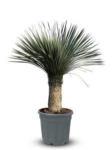 Palme - Yucca rostrata - 60-70 cm Stammhöhe