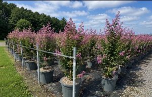 Chinesische Kräuselmyrte - Lagerstroemia indica - 150 cm - Rosa Blüten