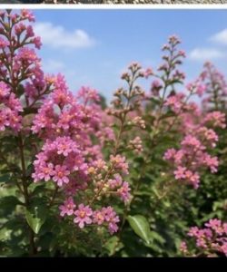 Chinesische Kräuselmyrte - Lagerstroemia indica - 150 cm - Rosa Blüten