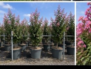Chinesische Kräuselmyrte - Lagerstroemia indica - 150 cm - Rosa Blüten