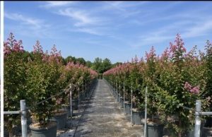 Chinesische Kräuselmyrte - Lagerstroemia indica - 150 cm - Rosa Blüten