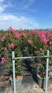 Chinesische Kräuselmyrte - Lagerstroemia indica - 150 cm - Rosa Blüten