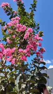 Chinesische Kräuselmyrte - Lagerstroemia indica - 150 cm - Rosa Blüten