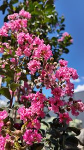 Chinesische Kräuselmyrte - Lagerstroemia indica - 150 cm - Rosa Blüten