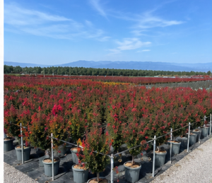 Indische Flieder - Lagerstroemia indica - 150 cm - Rote Blüten