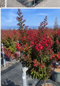 Indische Flieder - Lagerstroemia indica - 150 cm - Rote Blüten