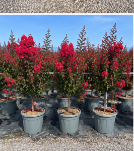 Indische Flieder - Lagerstroemia indica - 150 cm - Rote Blüten