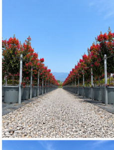 Indische Flieder - Lagerstroemia indica - 150 cm - Rote Blüten