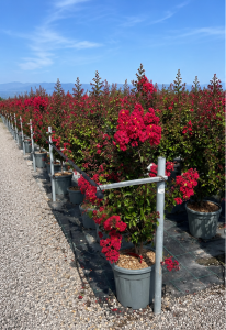 Indische Flieder - Lagerstroemia indica - 150 cm - Rote Blüten