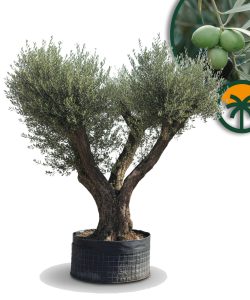 Olivenbaum Pom-Pon XXL - Olea europaea - 240 cm