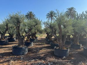 Olivenbaum Pom-Pon XXL - Olea europaea - 240 cm