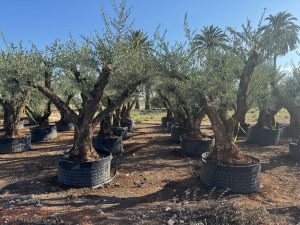 Olivenbaum Pom-Pon XXL - Olea europaea - 240 cm