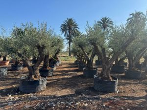 Olivenbaum Pom-Pon XXL - Olea europaea - 240 cm