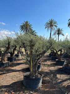 Olivenbaum Pom-Pon XXL - Olea europaea - 240 cm