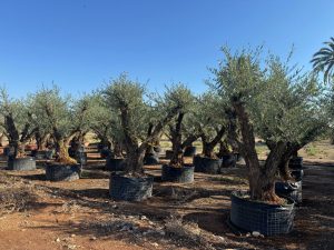 Olivenbaum Pom-Pon XXL - Olea europaea - 240 cm