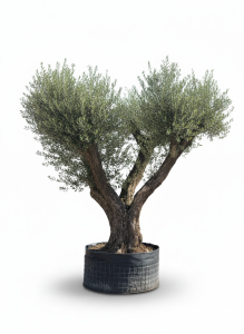 Olivenbaum Pom-Pon XXL - Olea europaea - 240 cm