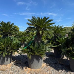 Palmboom - Cycas Revoluta - 100 cm